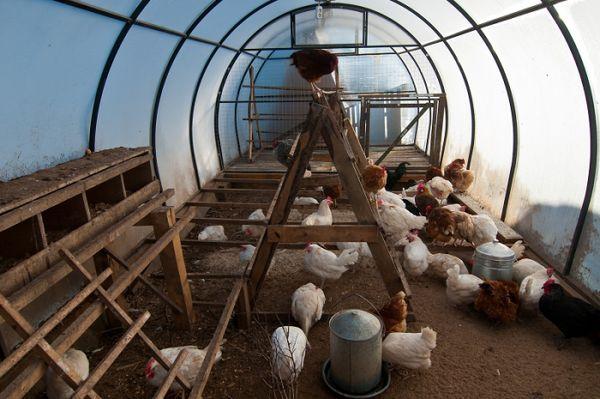 Heating the chicken coop