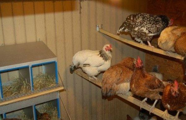 poulets dans un poulailler