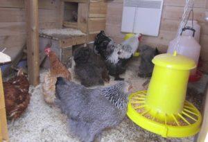 The better and cheaper to heat a chicken coop in winter, how to choose a heater