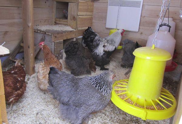 insulated chicken coop