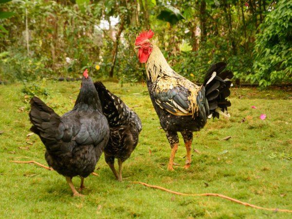 poulets dans le pré