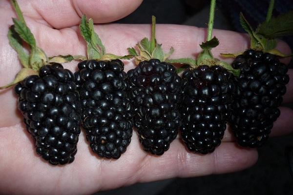 blackberries