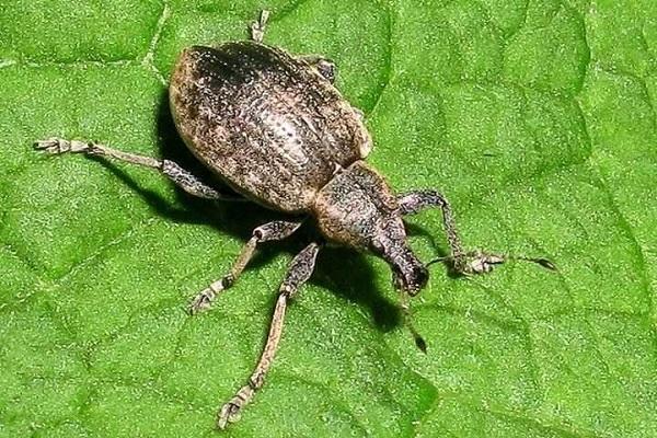 čierny weevil