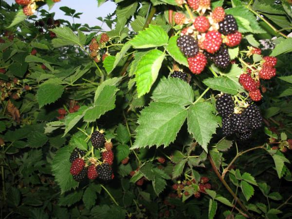 blackberry kiova