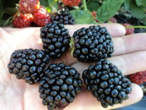 Descripción y características de las moras de Lochness, plantación y cuidado.