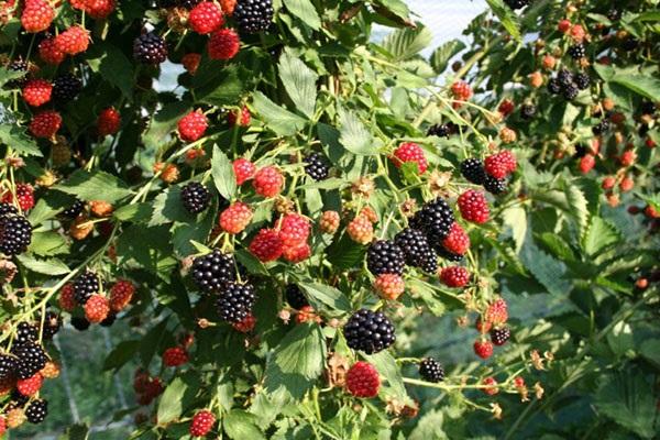 rendimiento de frutos