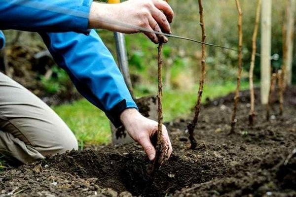 planter des buissons