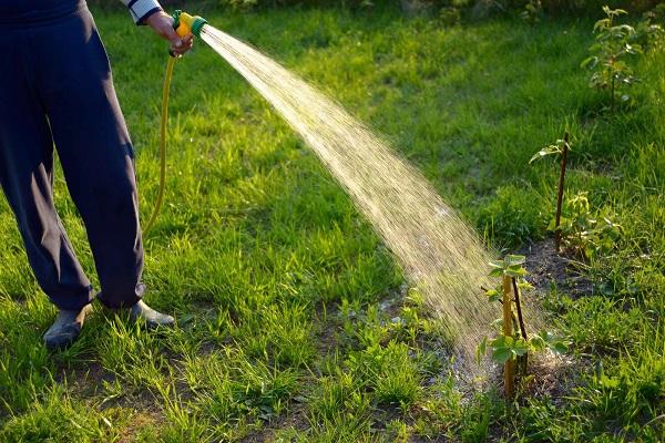 watering bushes