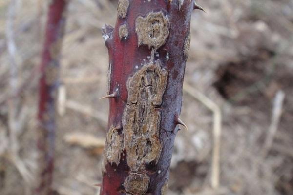 blackberry disease