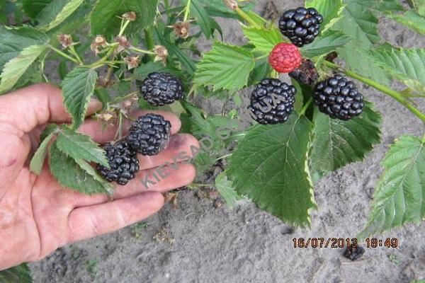 contrôle des fruits