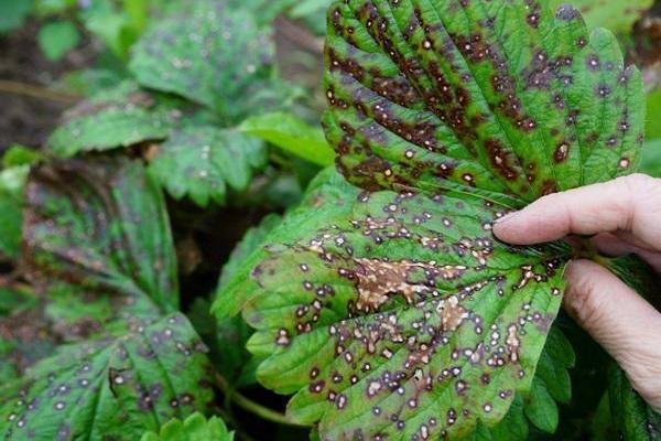 taches foliaires