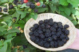 Descripción y características de las moras Ruben, tecnología de plantación y cuidado.