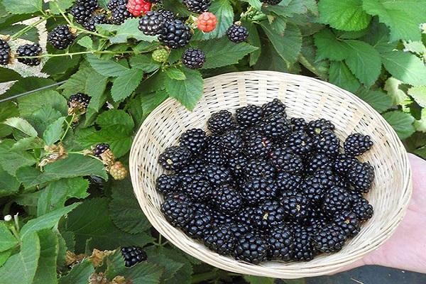 basket of berries