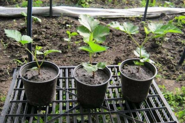 seedlings in pots