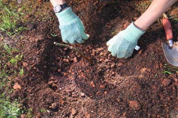 fertilizante bajo tierra