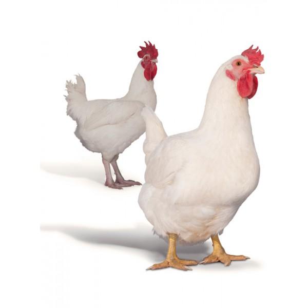 poulets de chair Hubbard F-15