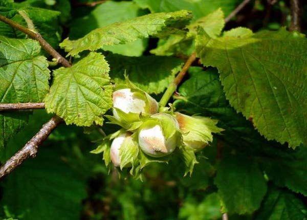  hazelnut variety