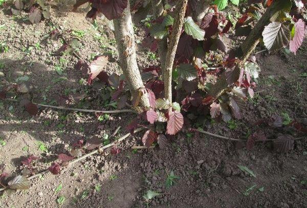 breeding hazelnuts