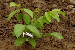 Cultivar y cuidar nueces en Siberia, reglas para prepararse para el invierno.