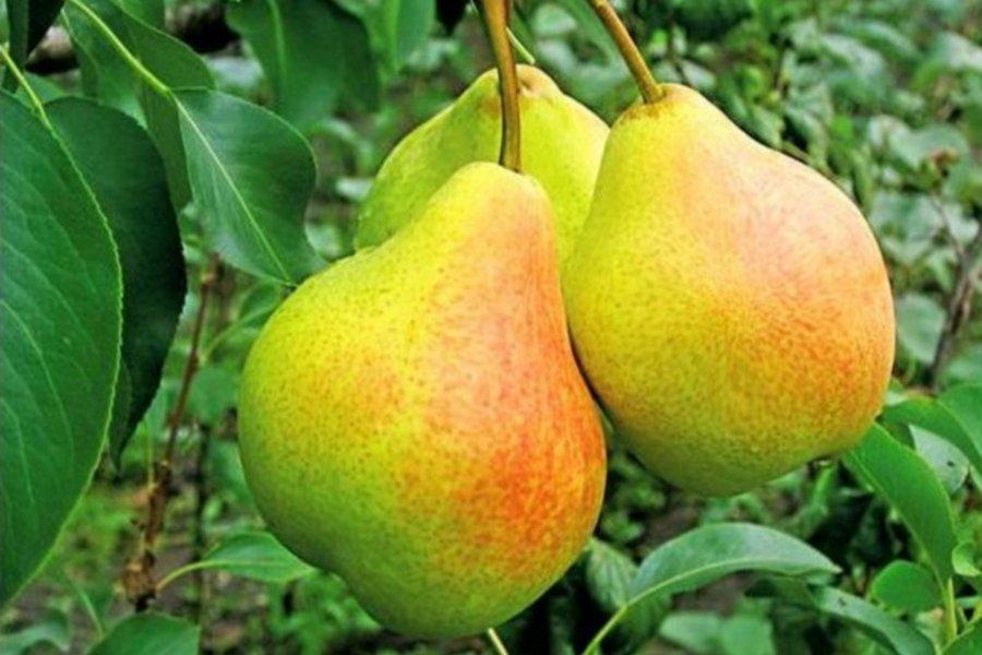 pear extravaganza