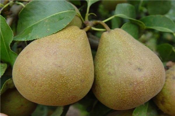 pear Belarusian