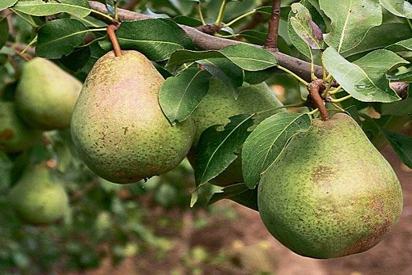 fruit sur une branche