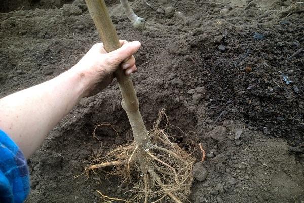 planter dans le sol