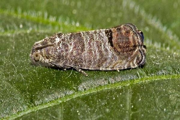 papillon de nuit sur le feuillage