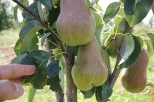 Characteristics and description of the pear variety Bryanskaya Krasavitsa, planting and care