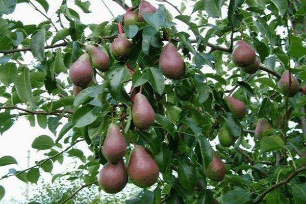 bombillas de frutas