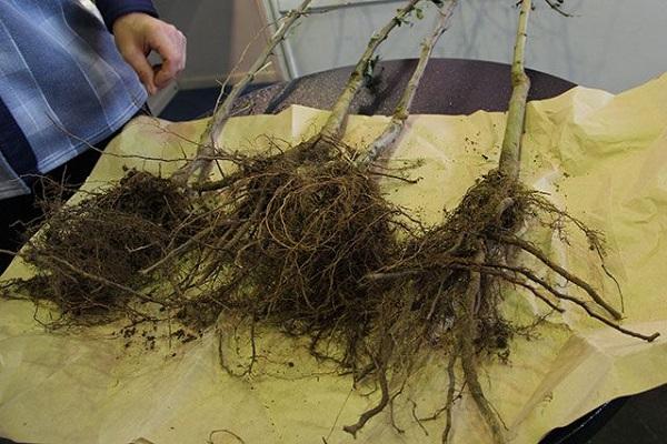 seedlings with rhizome