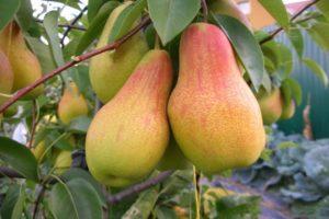 Description and characteristics of the pear variety Chudesnitsa, planting and care