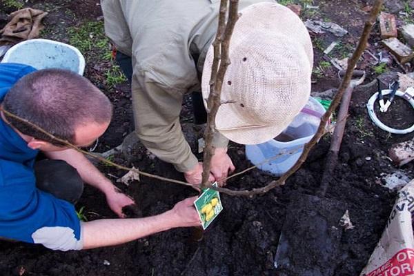 plant a seedling