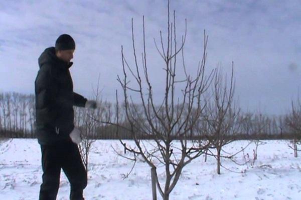 pruning in winter