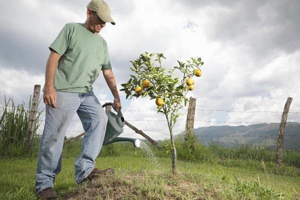 fertilizing