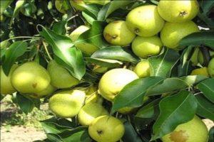 Description of Skorospelka pear varieties from Michurinsk, planting scheme and care