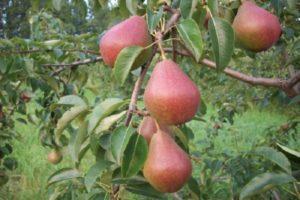 Characteristics and description of the Yakovlevskaya pear variety, growing rules