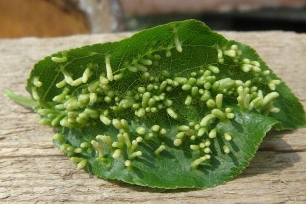 fungus on foliage