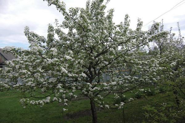 corona de un árbol