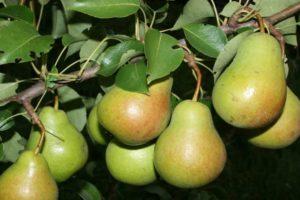 Description and characteristics of pear varieties Rogneda, cultivation features