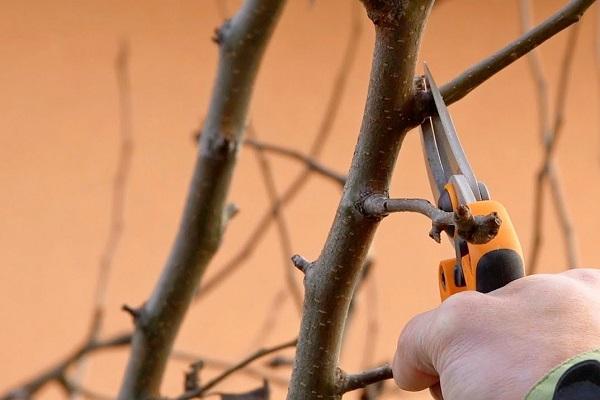 sanitary pruning