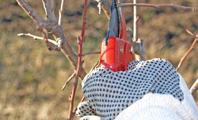 pruning pear