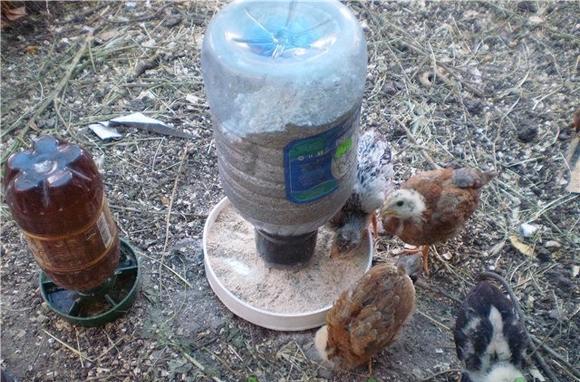 chicken feeder