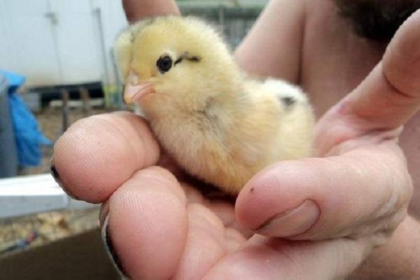 entre les mains d'un poulet