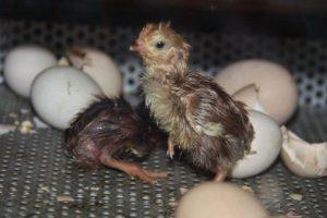 Temperatura y humedad para incubar huevos de gallina en casa.