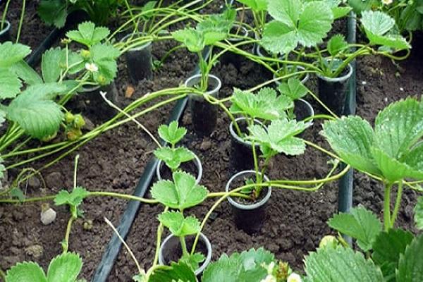 plantando antenas