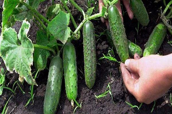 légumes au sol