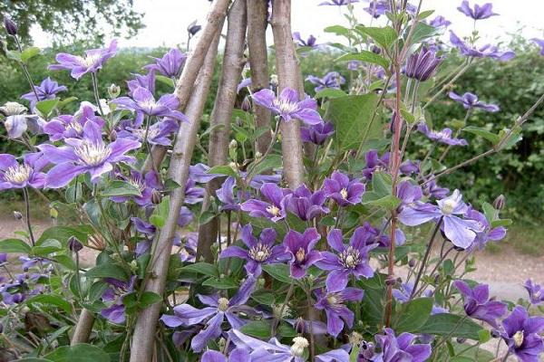 clematis arabella