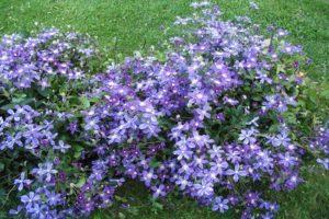 Descripción de la variedad Arabella clematis, tecnología de siembra y cuidado.