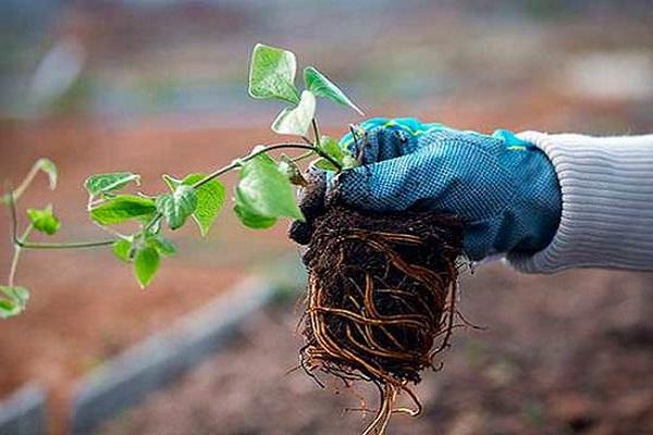 planting clematis